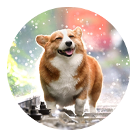 happy dog button